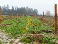 Agrolesnická výsadba lesních a ovocných dřevin